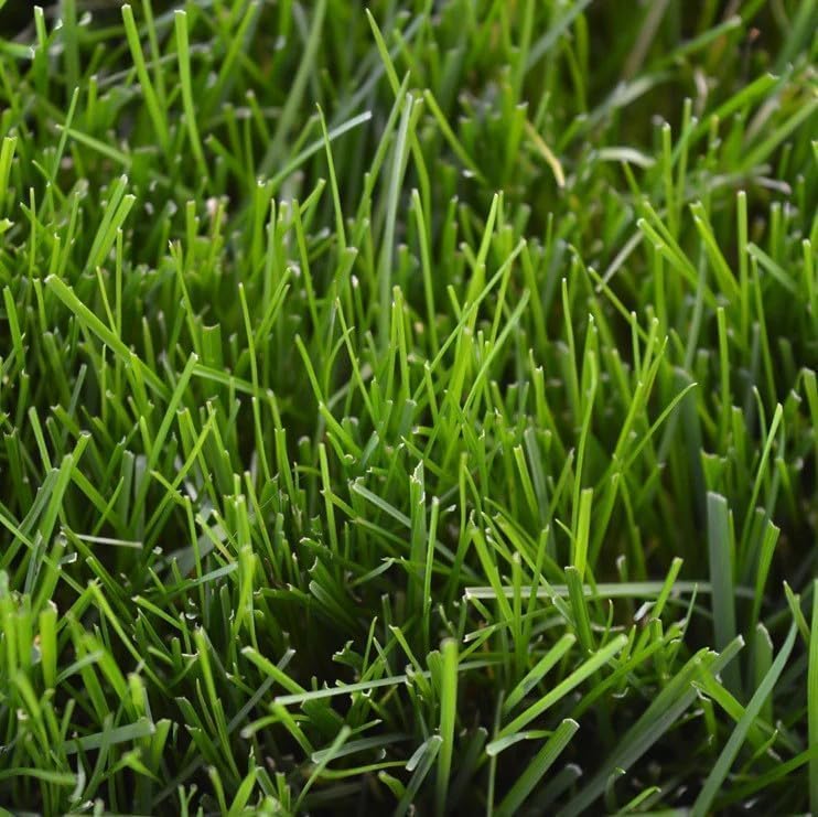 Tartós Festuca Arundinacea fűmag 500g - 20m² területre, R&R SHOP - Image 3