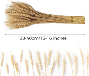 CoolCrafts 100 db Természetes Búzakalász Szárított Virág Dekorációhoz - Image 2