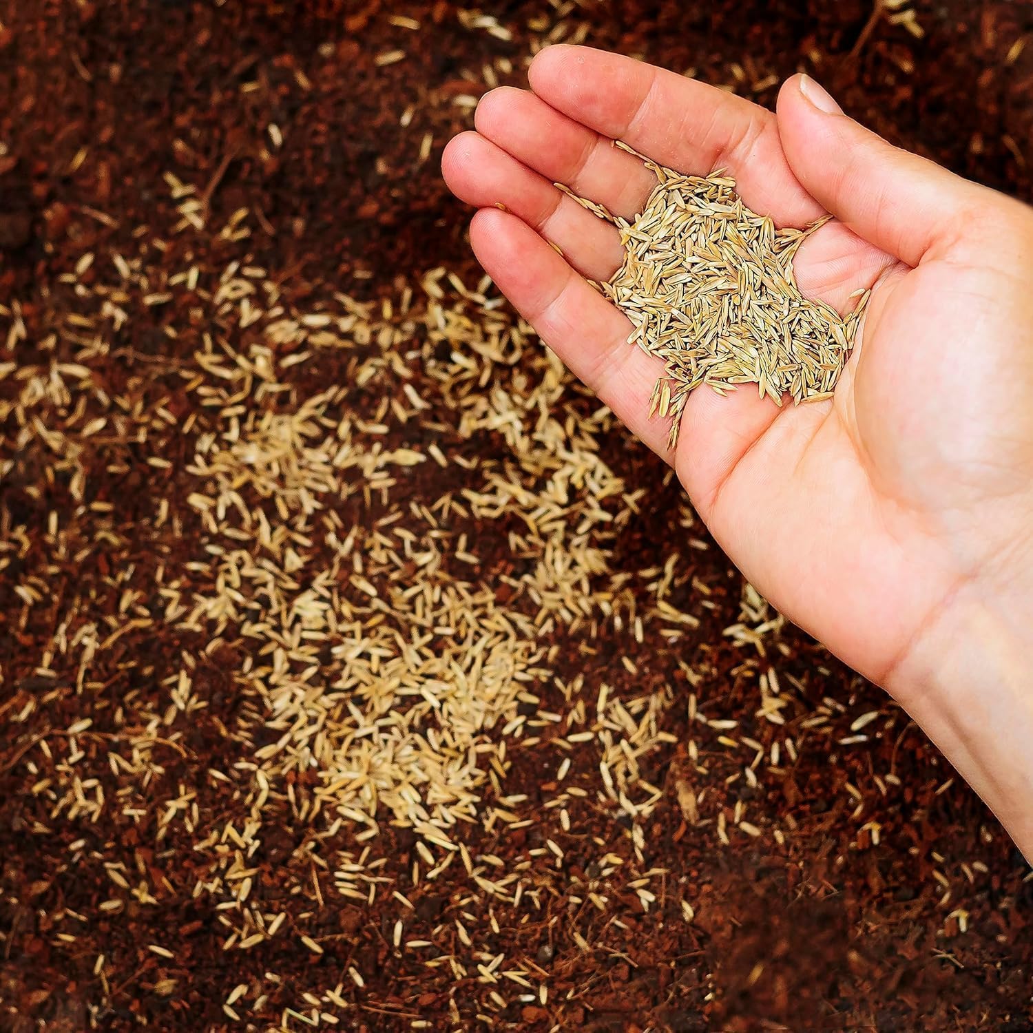 Tartós Festuca Arundinacea fűmag 500g - 20m² területre, R&R SHOP - Image 2