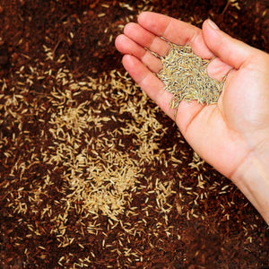 Tartós Festuca Arundinacea fűmag 500g - 20m² területre, R&R SHOP - Image 2